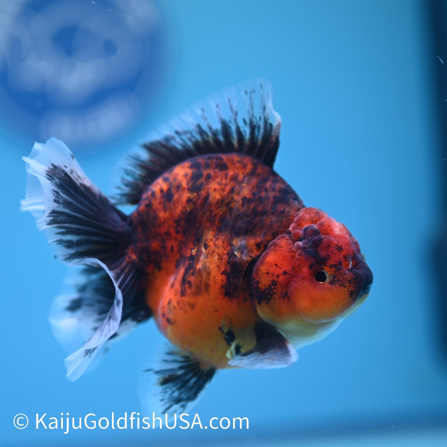 Tiger Short Body Rose Tail Oranda 4 inches (240426_OR13) - Kaiju Goldfish USA