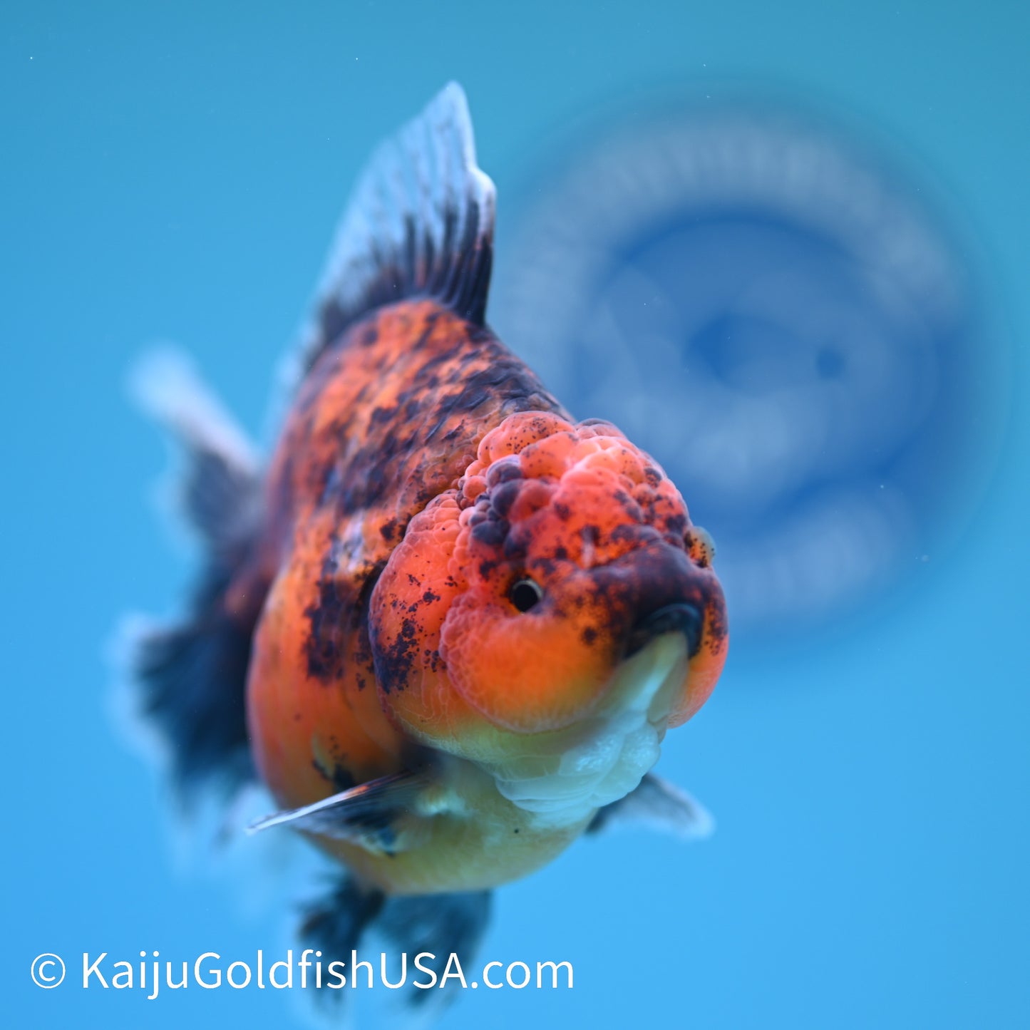 Tiger Short Body Rose Tail Oranda 4 inches (240426_OR13) - Kaiju Goldfish USA