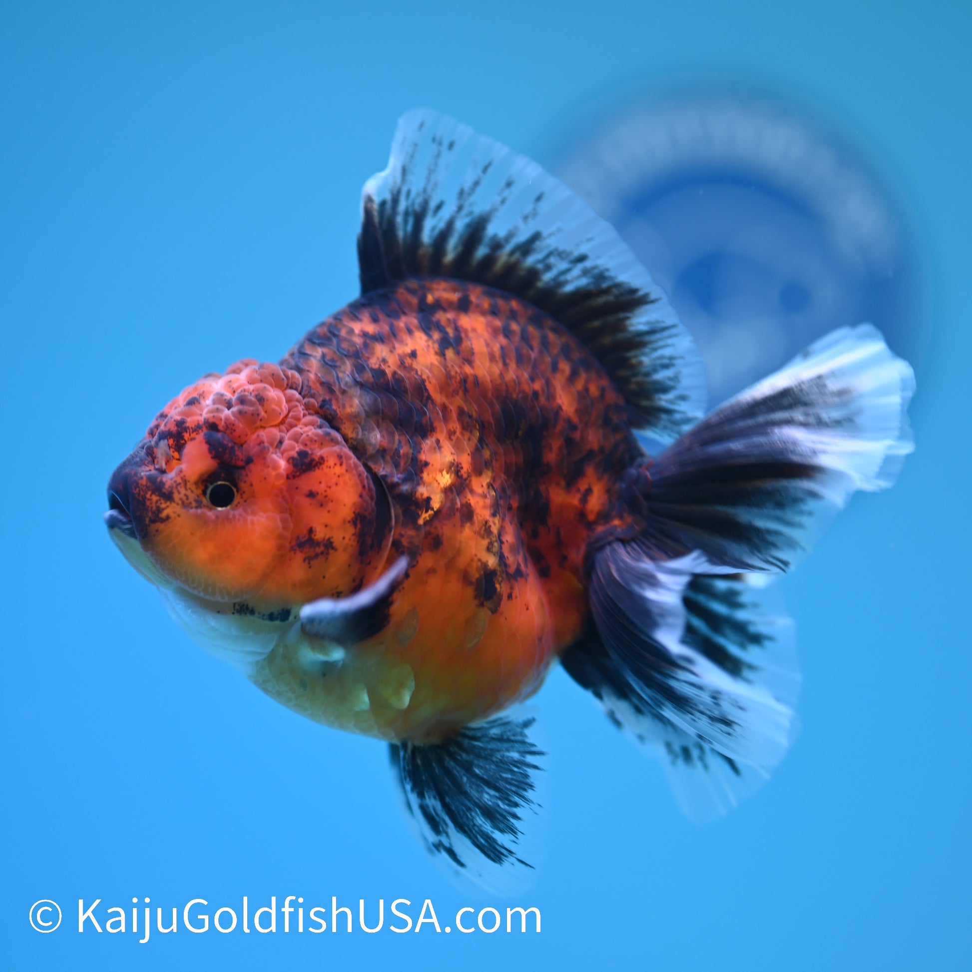 Tiger Short Body Rose Tail Oranda 4 inches (240426_OR13) - Kaiju Goldfish USA