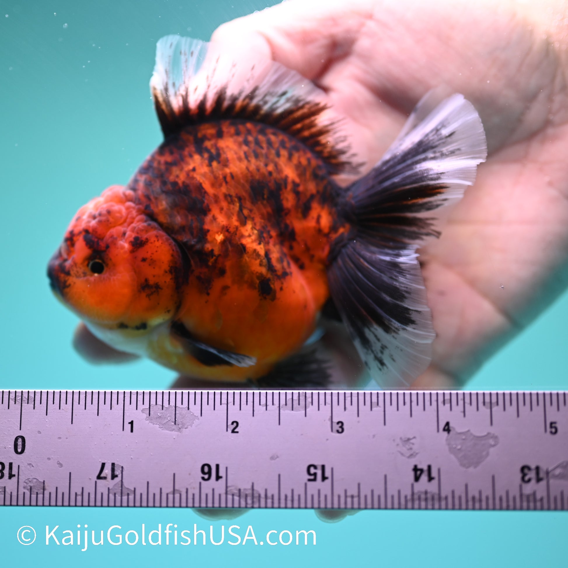 Tiger Short Body Rose Tail Oranda 4 inches (240426_OR13) - Kaiju Goldfish USA