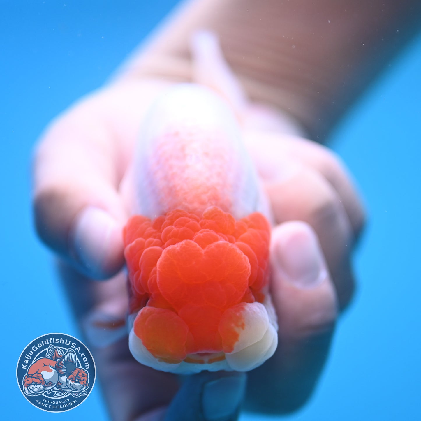 Red White Buffalo Ranchu 4 inch Body (250815_RC13)