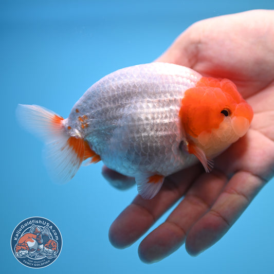 Red White Buffalo Ranchu 4 inch Body (250815_RC13)