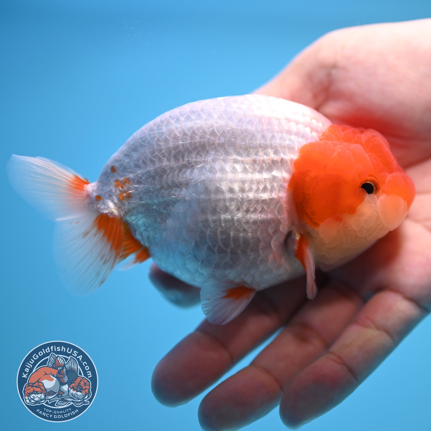 Red White Buffalo Ranchu 4 inch Body (250815_RC13)