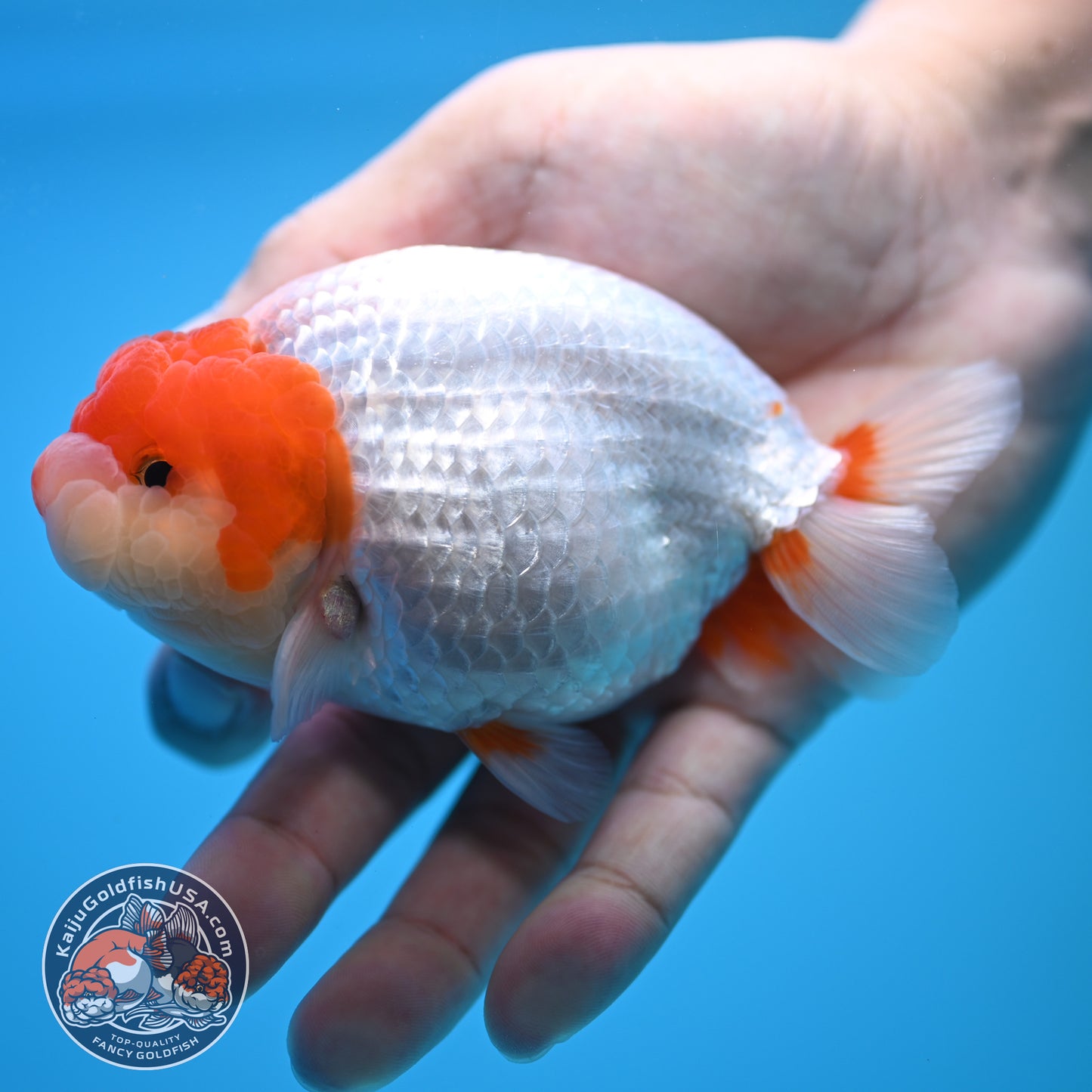 Red White Buffalo Ranchu 4 inch Body (250815_RC13)