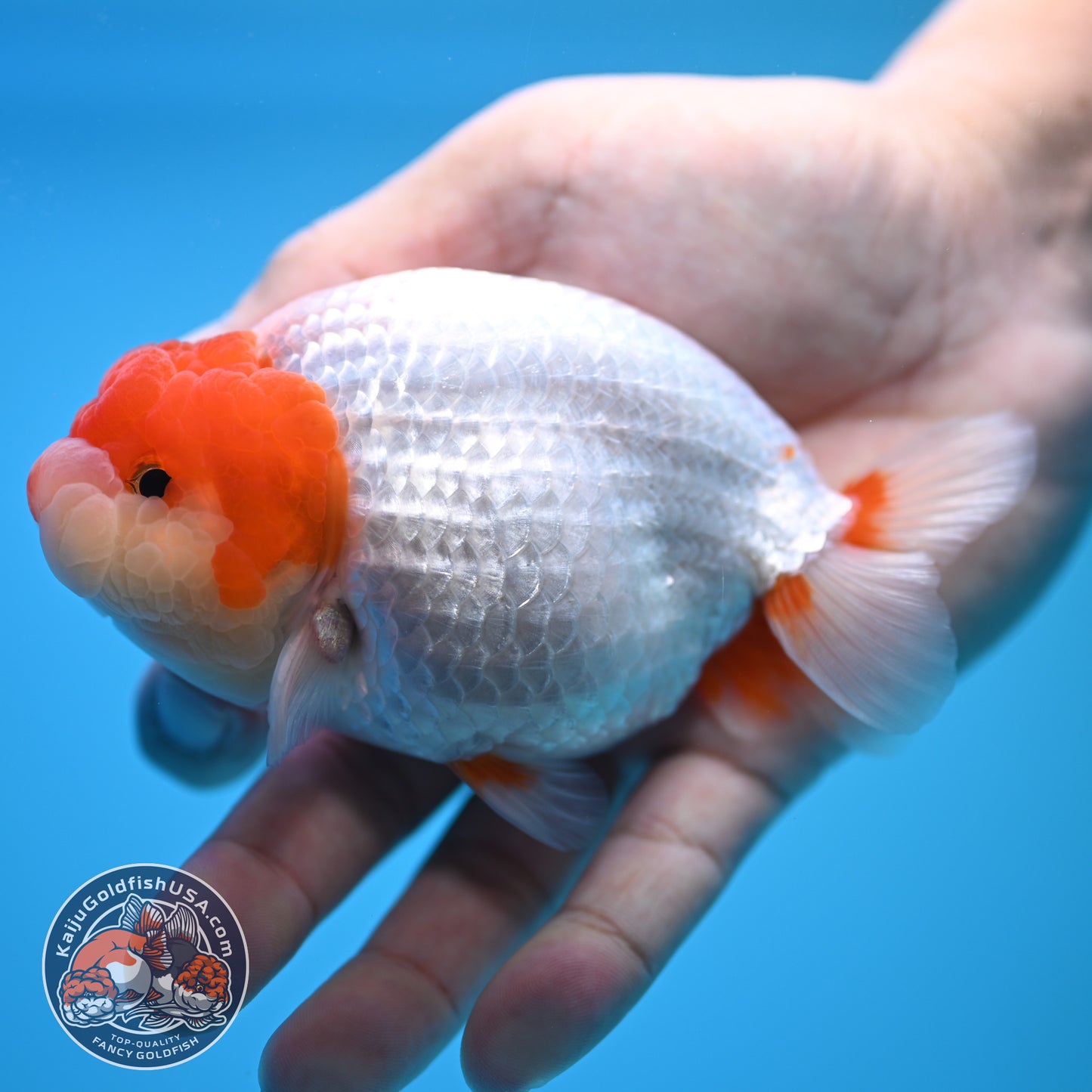 Red White Buffalo Ranchu 4 inch Body (250815_RC13)