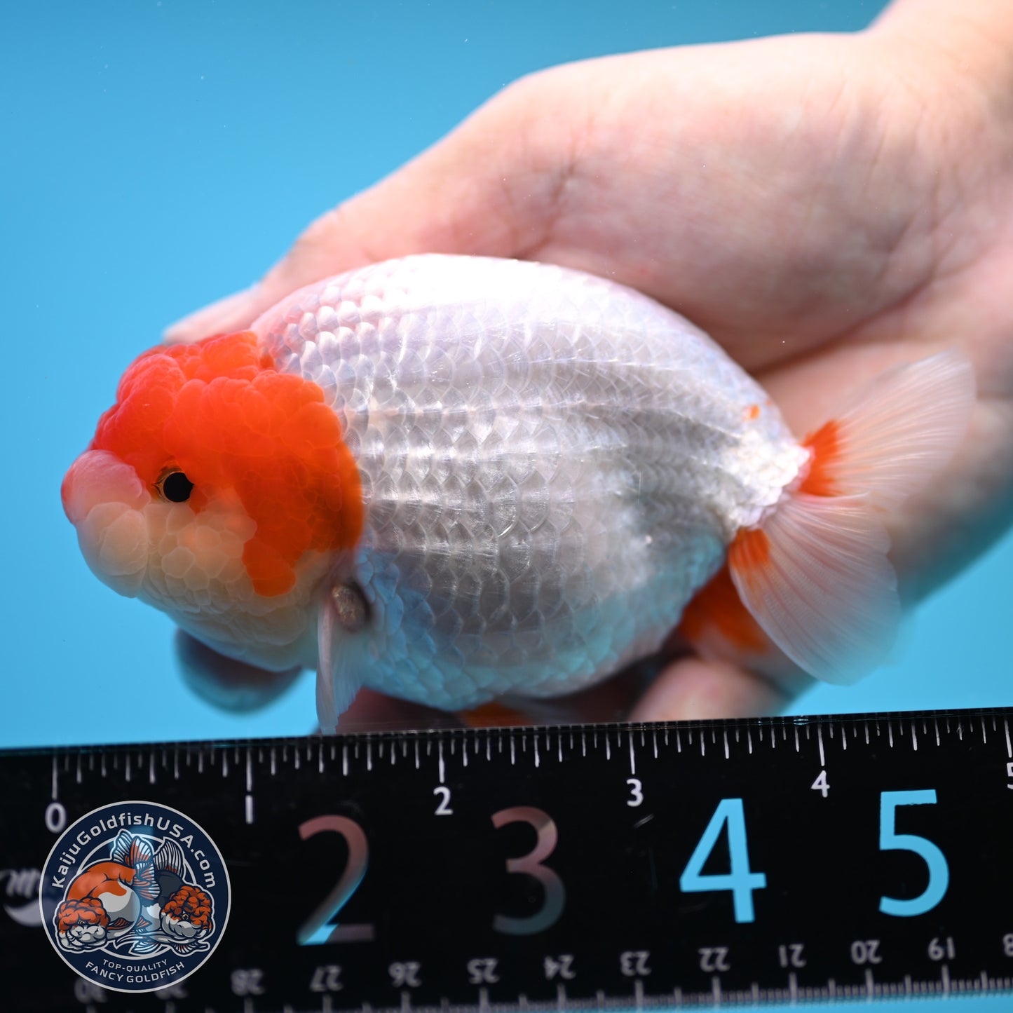 Red White Buffalo Ranchu 4 inch Body (250815_RC13)