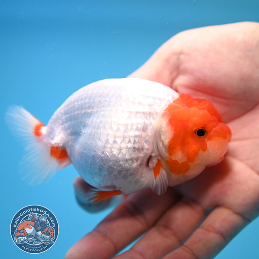 Red White Buffalo Ranchu 4 inch Body (250815_RC14)