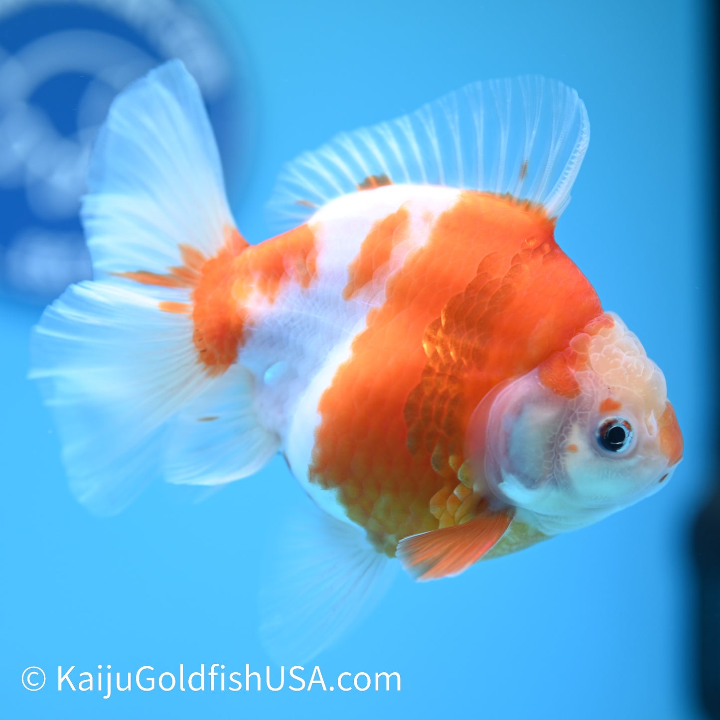 Sakura Rose Tail Oranda 4.5 inches (240426_OR14) - Kaiju Goldfish USA