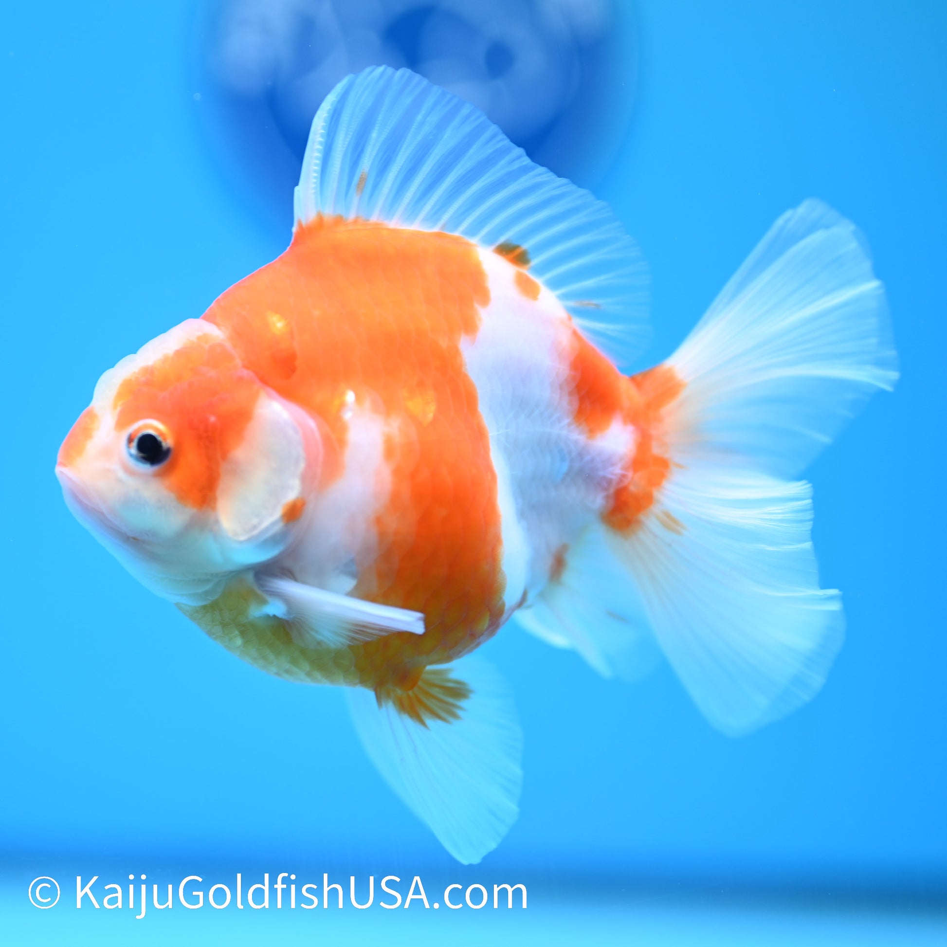 Sakura Rose Tail Oranda 4.5 inches (240426_OR14) - Kaiju Goldfish USA