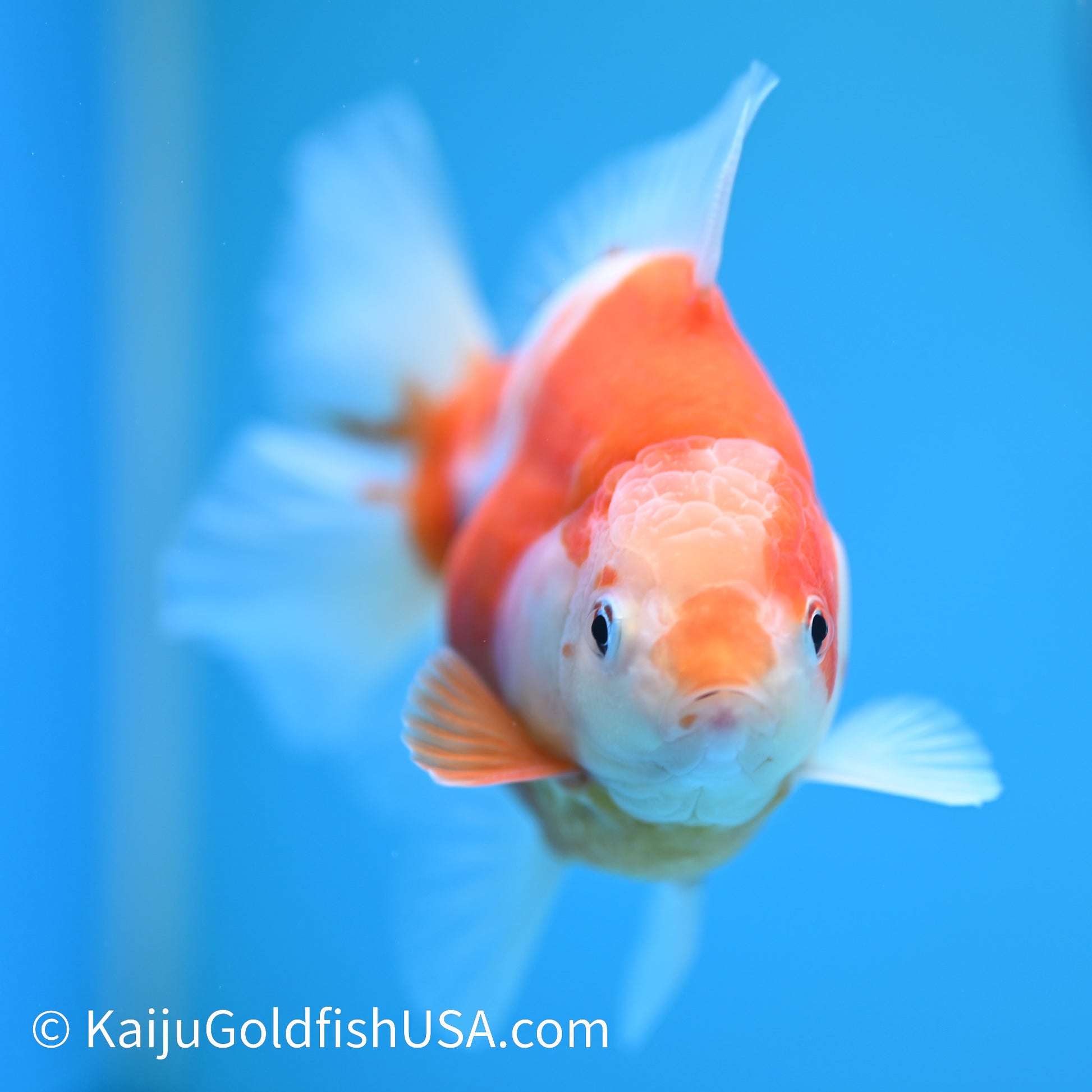 Sakura Rose Tail Oranda 4.5 inches (240426_OR14) - Kaiju Goldfish USA