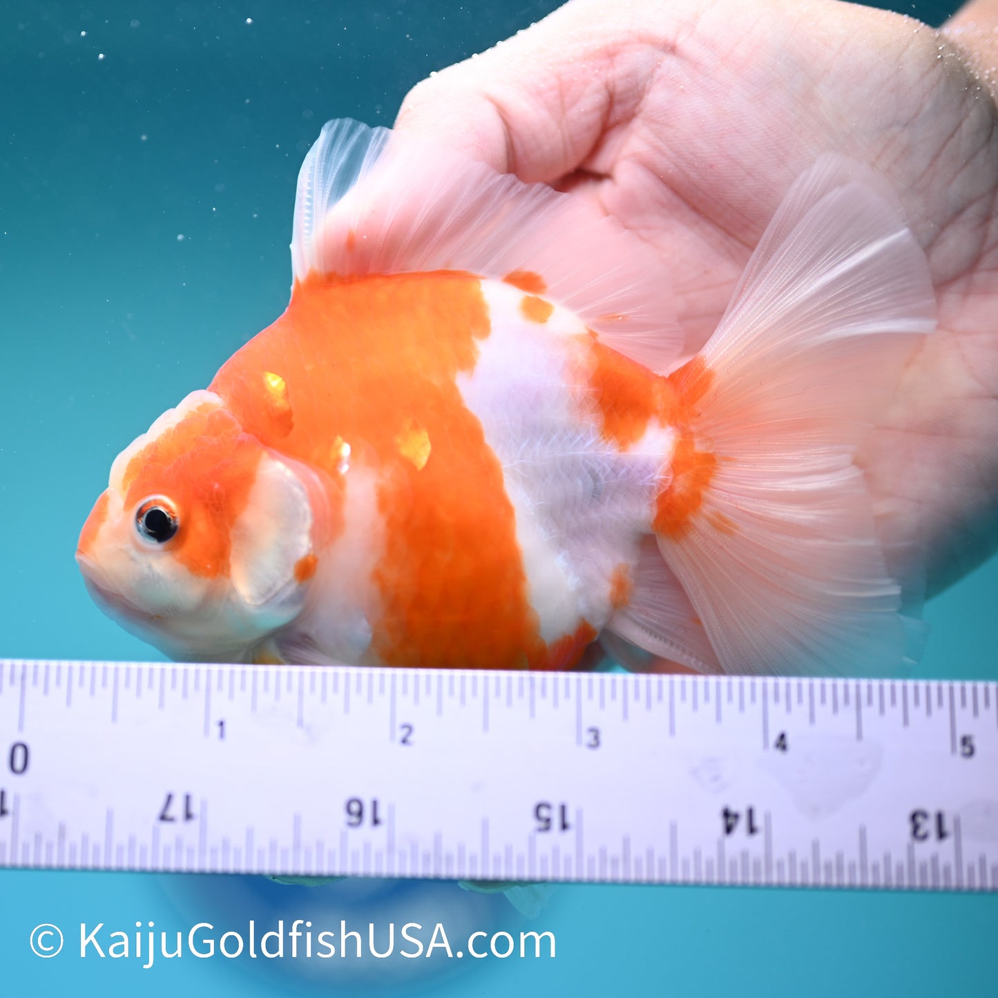 Sakura Rose Tail Oranda 4.5 inches (240426_OR14) - Kaiju Goldfish USA