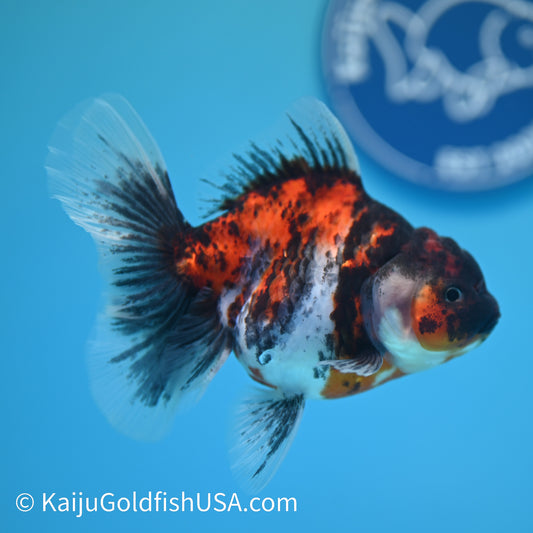 Tricolor Tiger Rose Tail Oranda 4 inches (240426_OR15) - Kaiju Goldfish USA