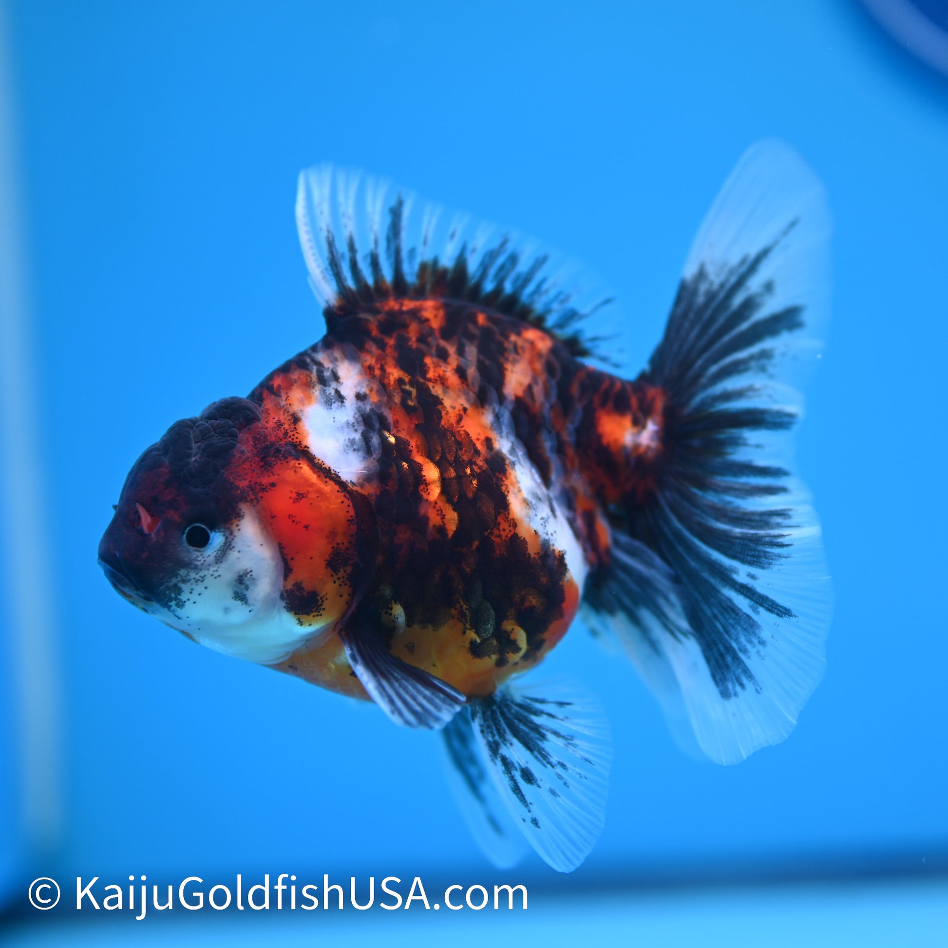 Tricolor Tiger Rose Tail Oranda 4 inches (240426_OR15) - Kaiju Goldfish USA