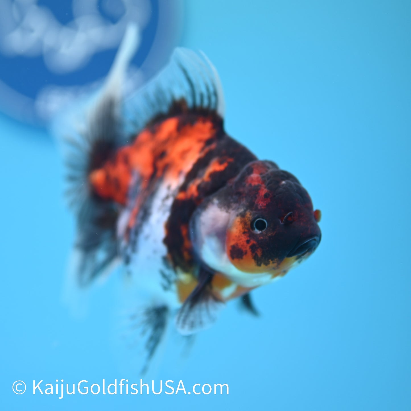 Tricolor Tiger Rose Tail Oranda 4 inches (240426_OR15) - Kaiju Goldfish USA