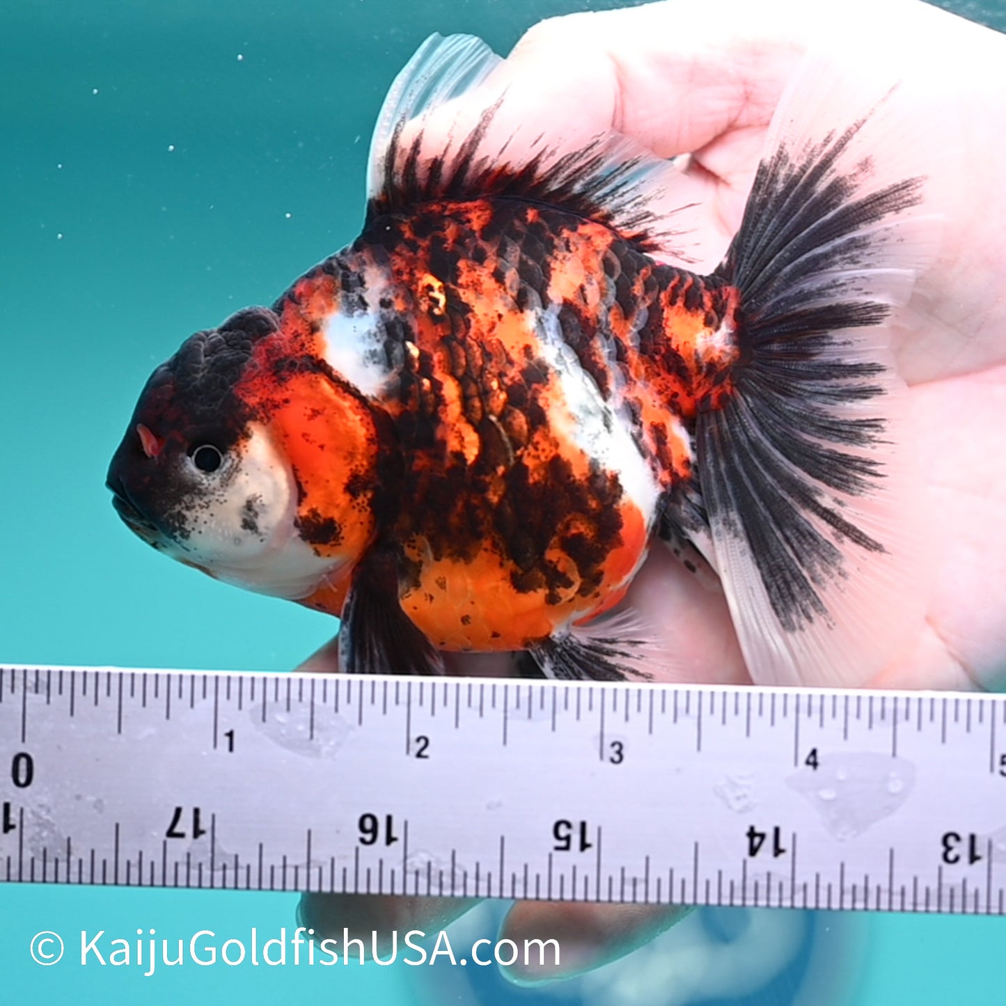 Tricolor Tiger Rose Tail Oranda 4 inches (240426_OR15) - Kaiju Goldfish USA