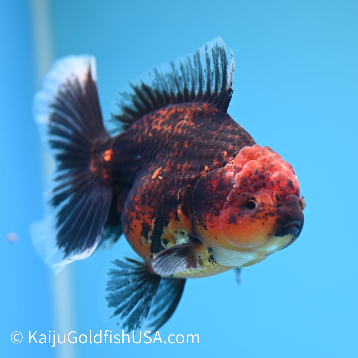 Red Black Rose Tail Oranda 4.5 inches (240426_OR16) - Kaiju Goldfish USA