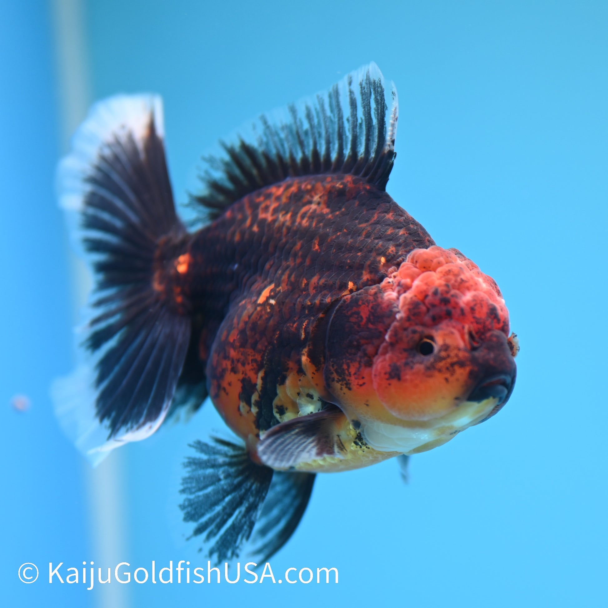 Red Black Rose Tail Oranda 4.5 inches (240426_OR16) - Kaiju Goldfish USA