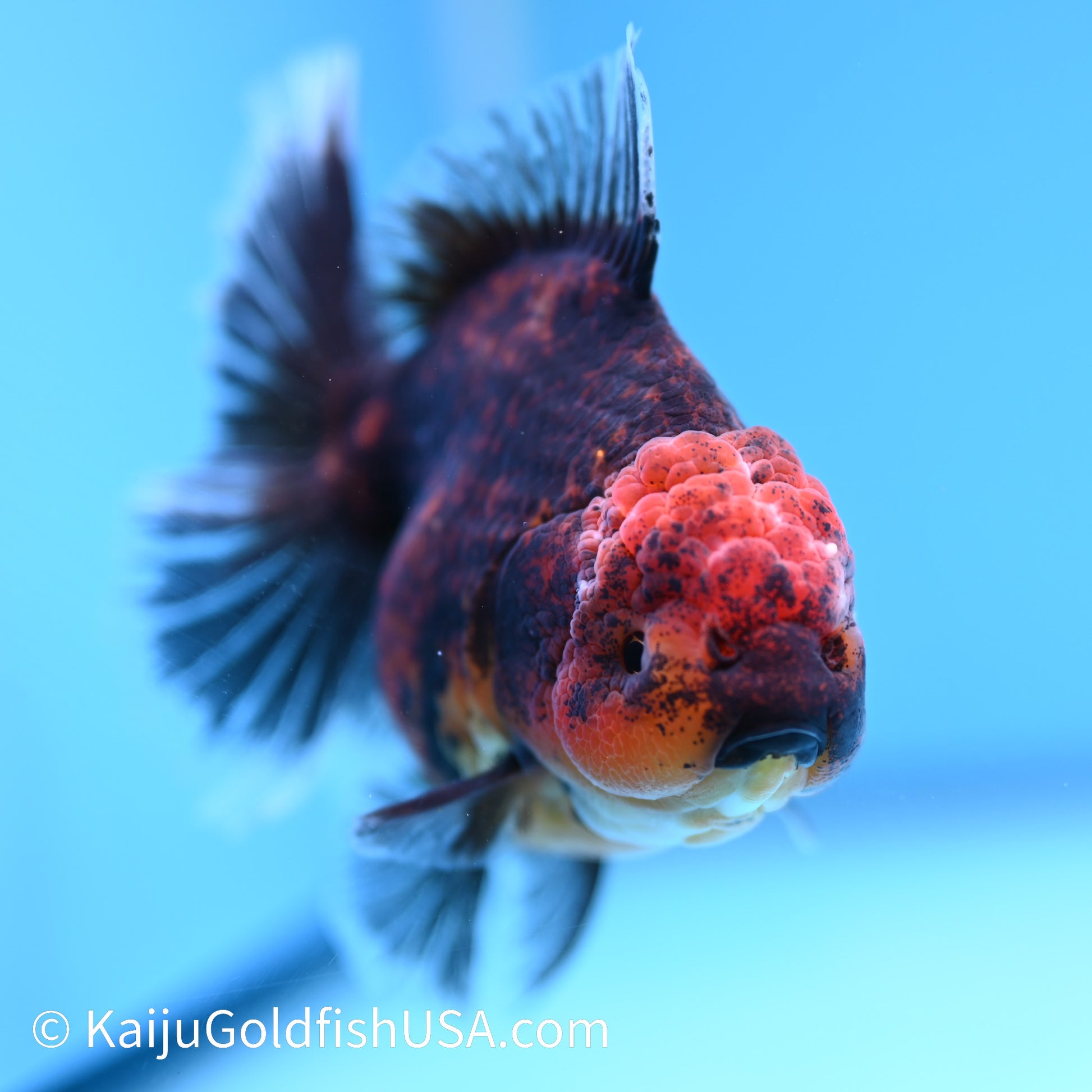 Red Black Rose Tail Oranda 4.5 inches (240426_OR16) - Kaiju Goldfish USA