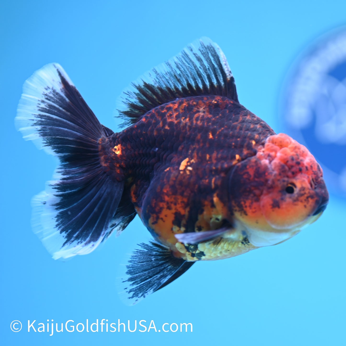 Red Black Rose Tail Oranda 4.5 inches (240426_OR16) - Kaiju Goldfish USA