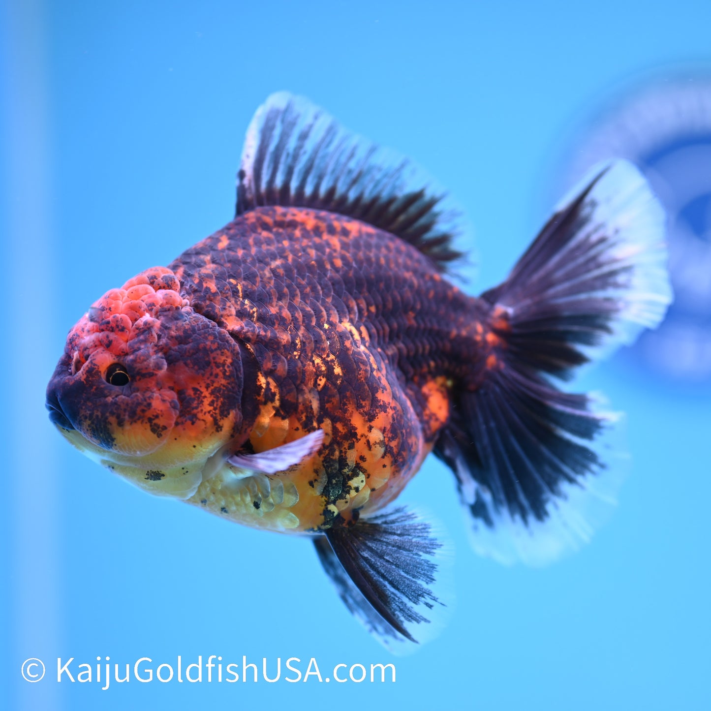 Red Black Rose Tail Oranda 4.5 inches (240426_OR16) - Kaiju Goldfish USA