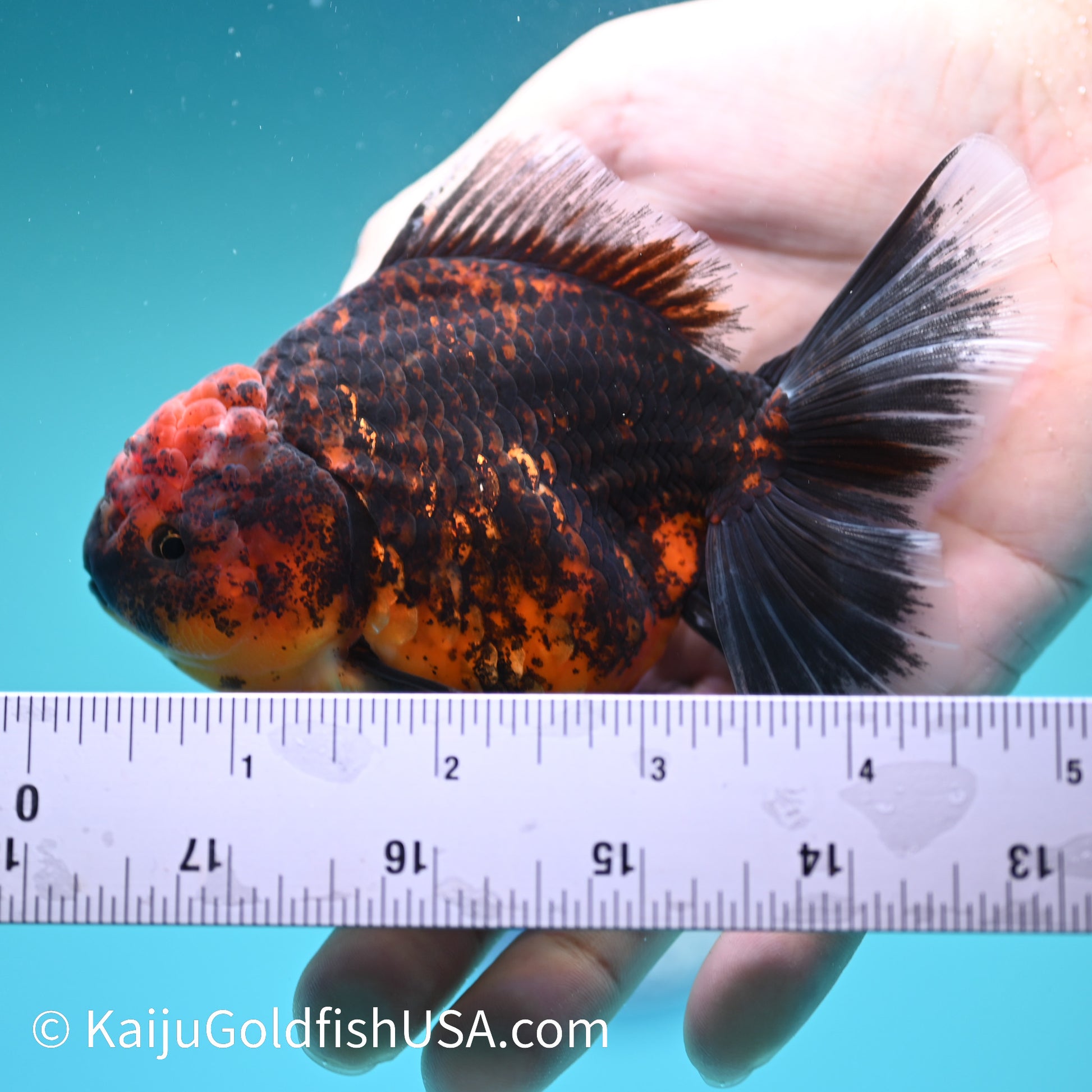 Red Black Rose Tail Oranda 4.5 inches (240426_OR16) - Kaiju Goldfish USA