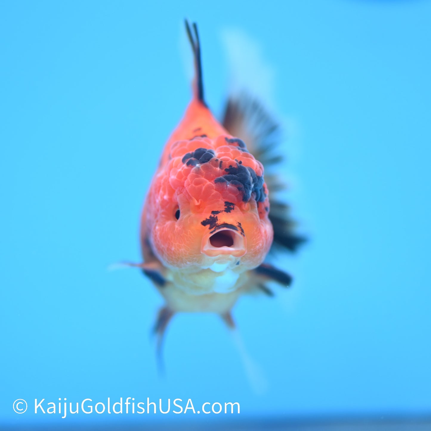 Tiger Rose Tail Oranda 4 inches (240426_OR17) - Kaiju Goldfish USA