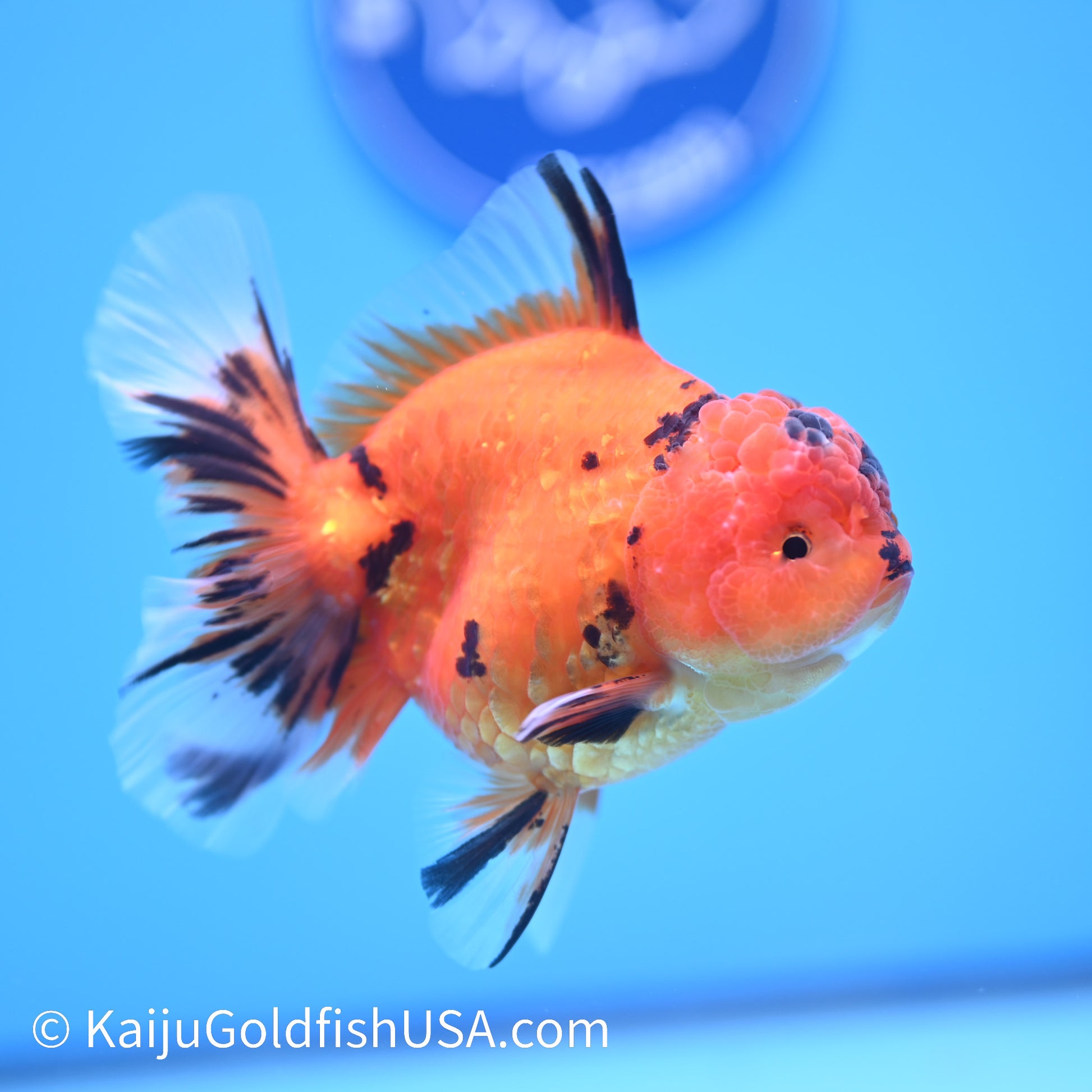 Tiger Rose Tail Oranda 4 inches (240426_OR17) - Kaiju Goldfish USA