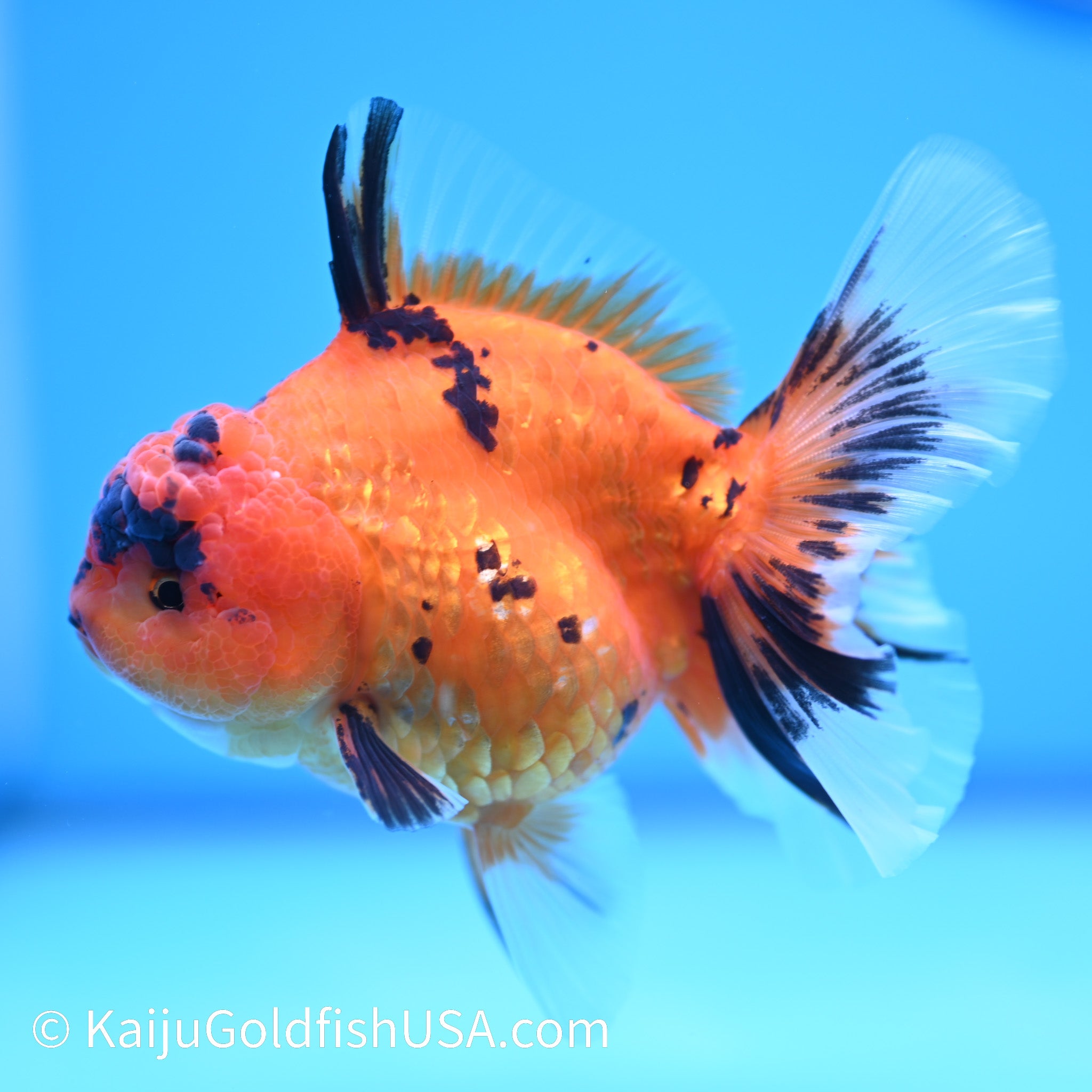 Tiger Rose Tail Oranda Goldfish For Sale 