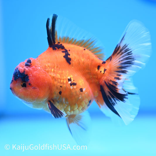 Tiger Rose Tail Oranda 4 inches (240426_OR17) - Kaiju Goldfish USA