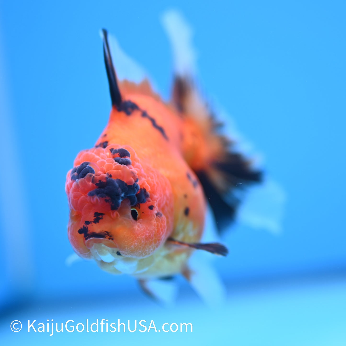 Tiger Rose Tail Oranda 4 inches (240426_OR17) - Kaiju Goldfish USA