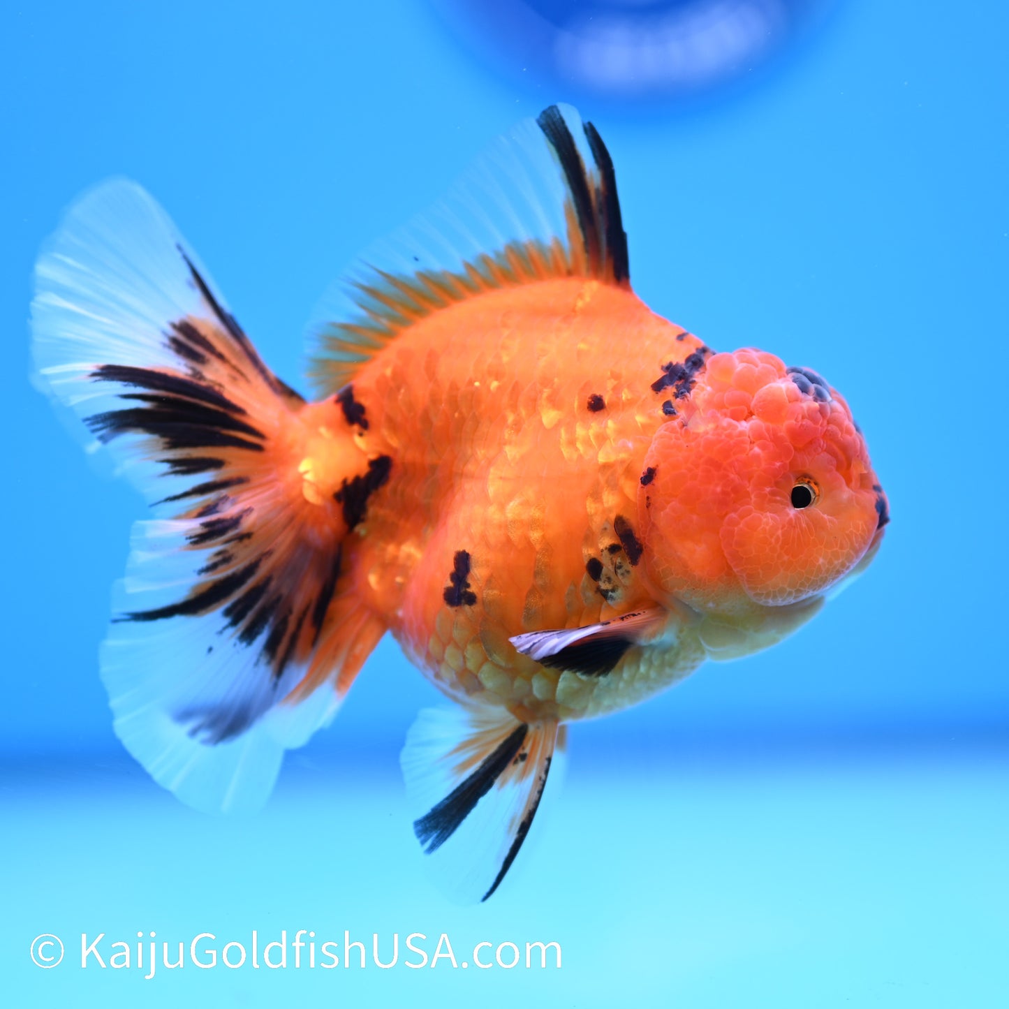 Tiger Rose Tail Oranda 4 inches (240426_OR17) - Kaiju Goldfish USA