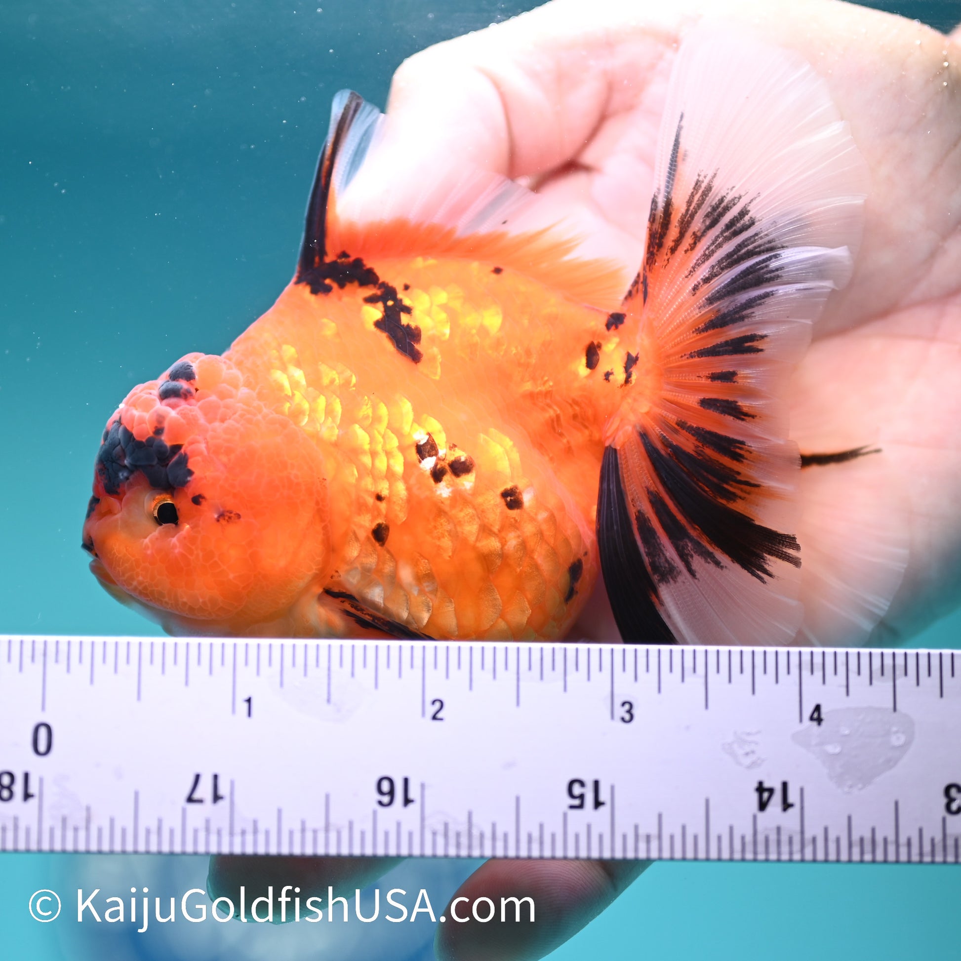 Tiger Rose Tail Oranda 4 inches (240426_OR17) - Kaiju Goldfish USA