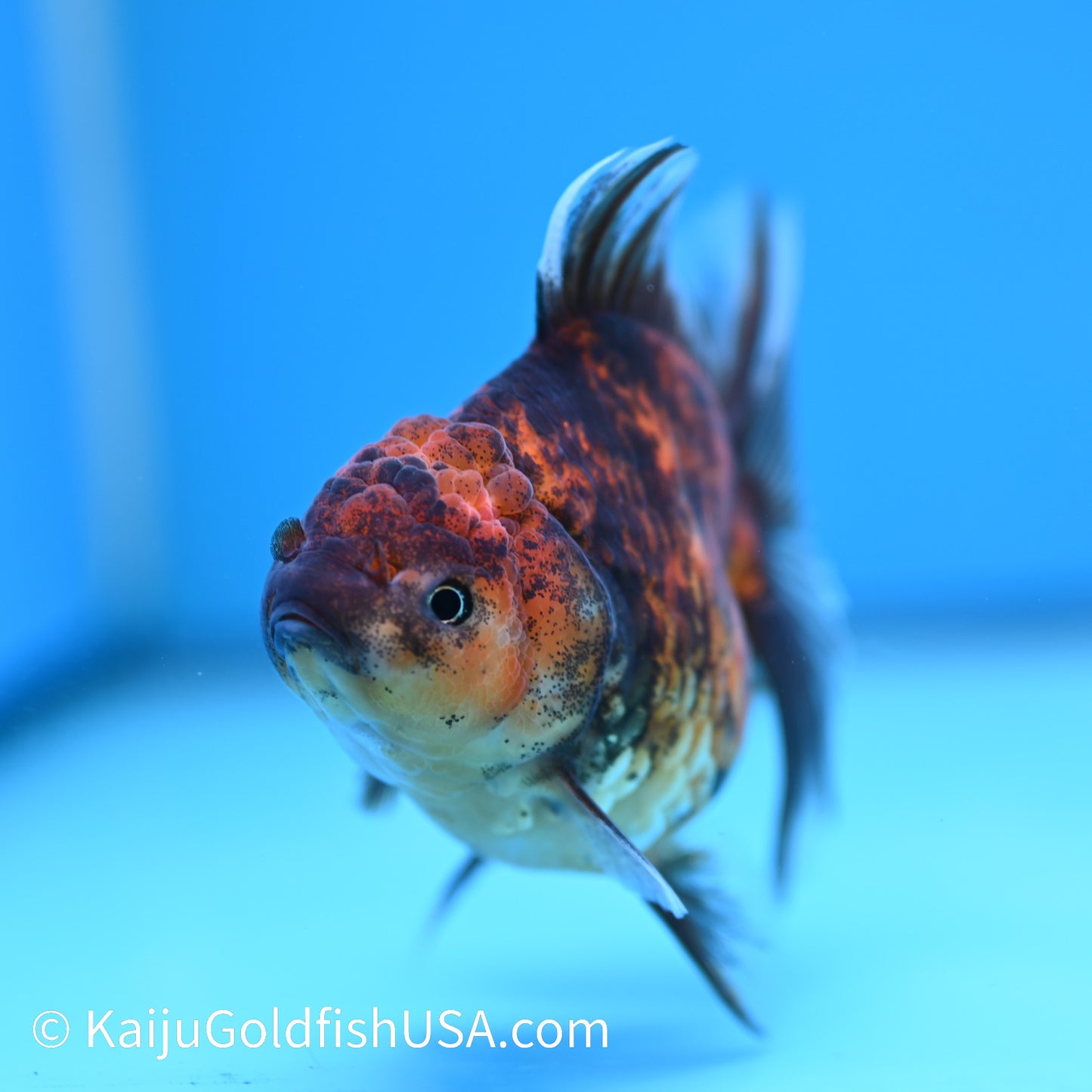 Tiger Short Body Rose Tail Oranda 4 inches (240426_OR18) - Kaiju Goldfish USA