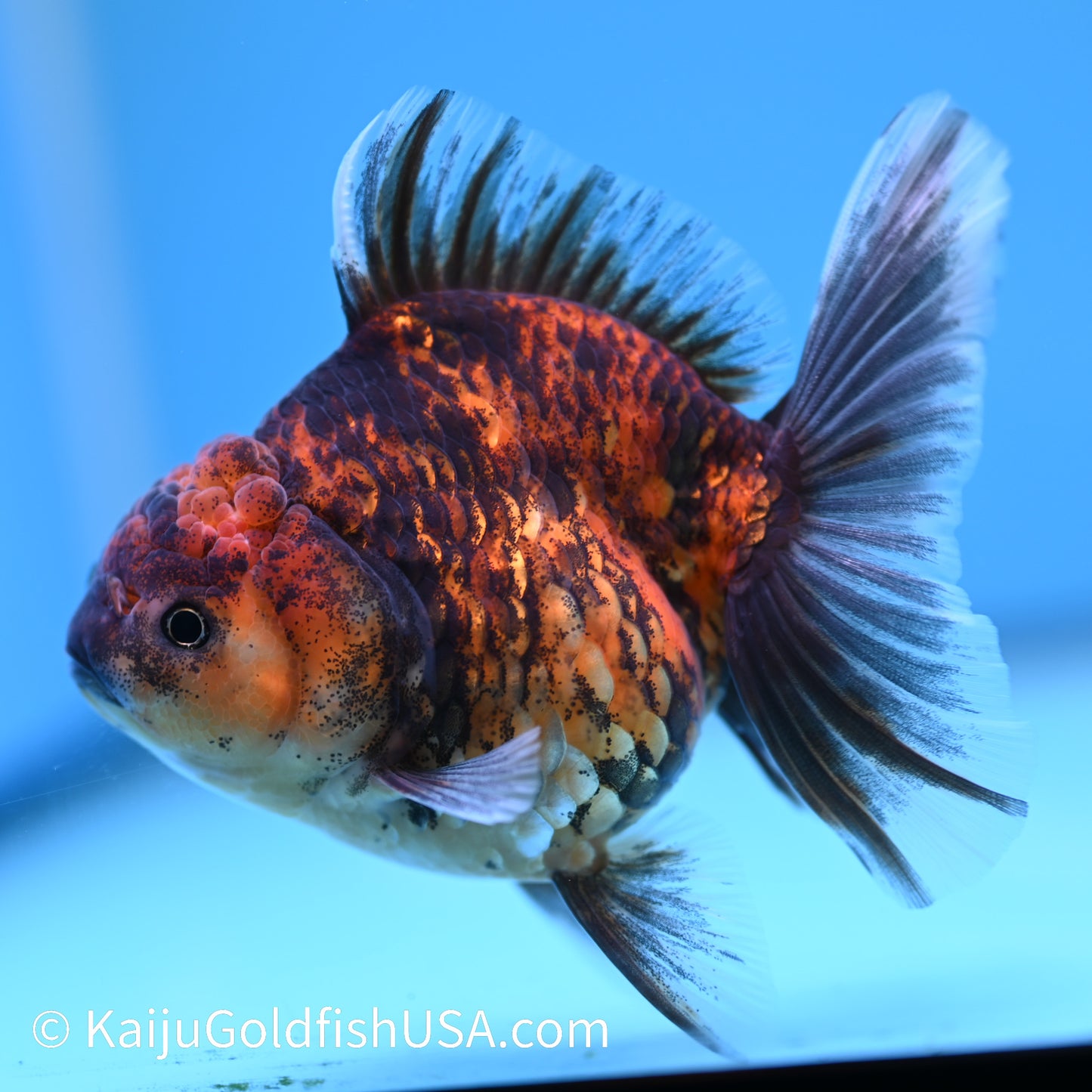 Tiger Short Body Rose Tail Oranda 4 inches (240426_OR18) - Kaiju Goldfish USA