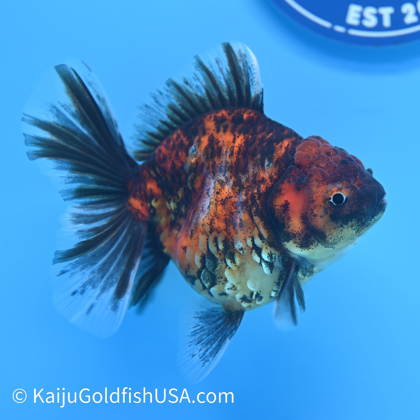 Tiger Short Body Rose Tail Oranda 4 inches (240426_OR18) - Kaiju Goldfish USA