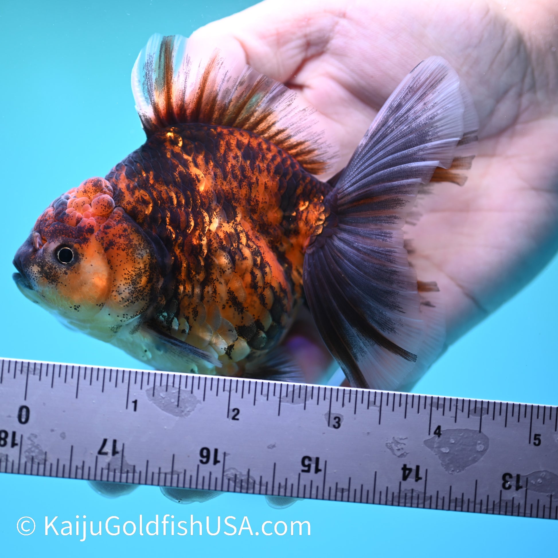 Tiger Short Body Rose Tail Oranda 4 inches (240426_OR18) - Kaiju Goldfish USA