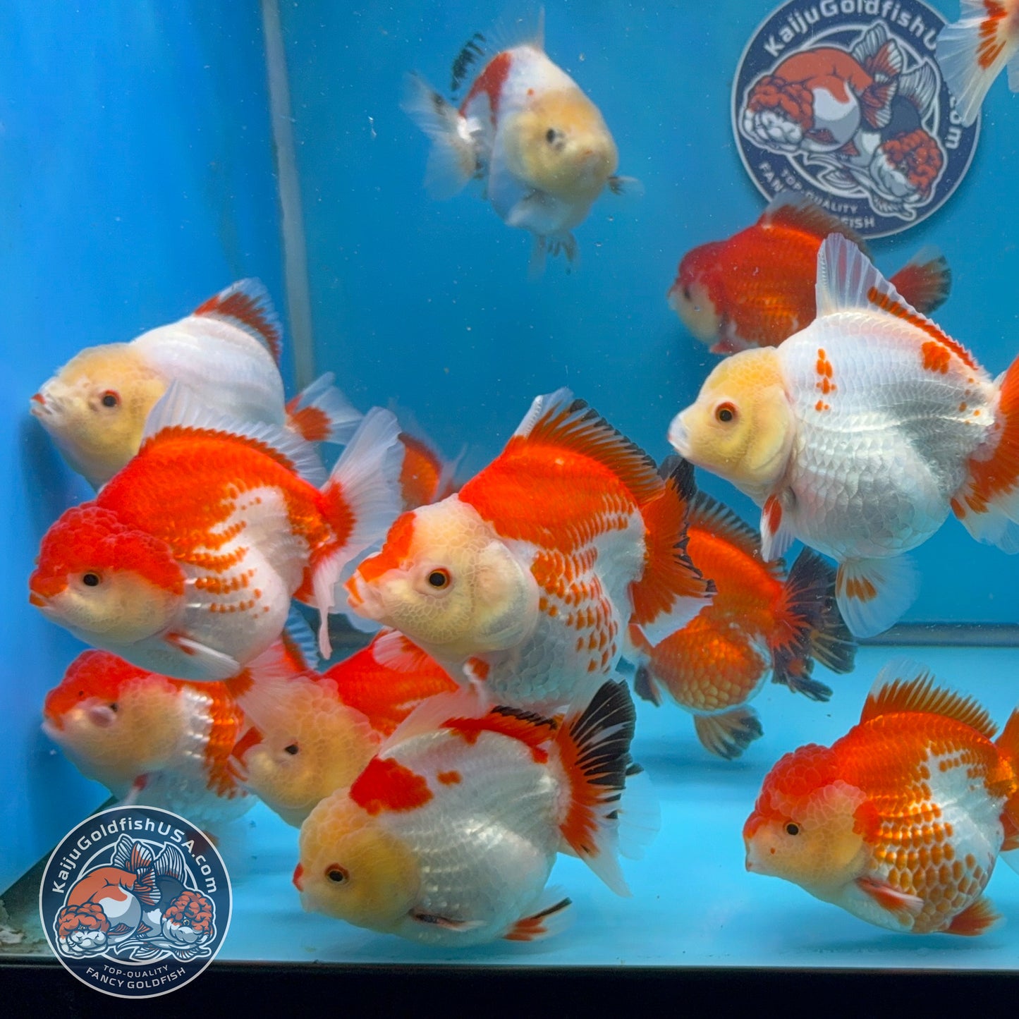 Wholesale - 5 pcs Red White Yuanbao Oranda 3-3.5 inch Body