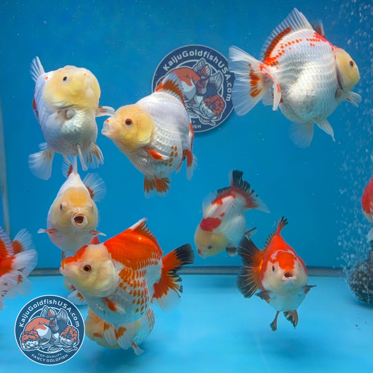Wholesale - 5 pcs Red White Yuanbao Oranda 3-3.5 inch Body