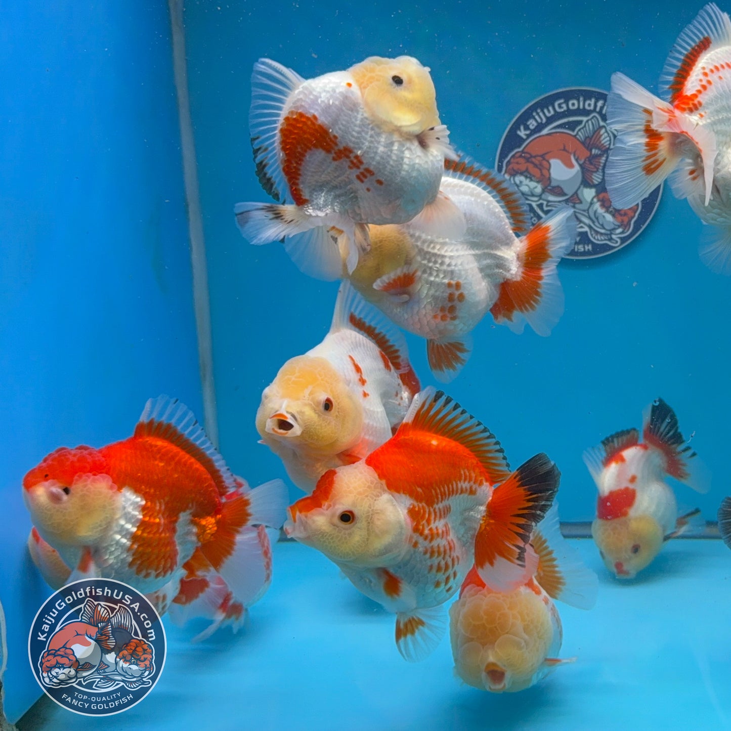 Wholesale - 5 pcs Red White Yuanbao Oranda 3-3.5 inch Body
