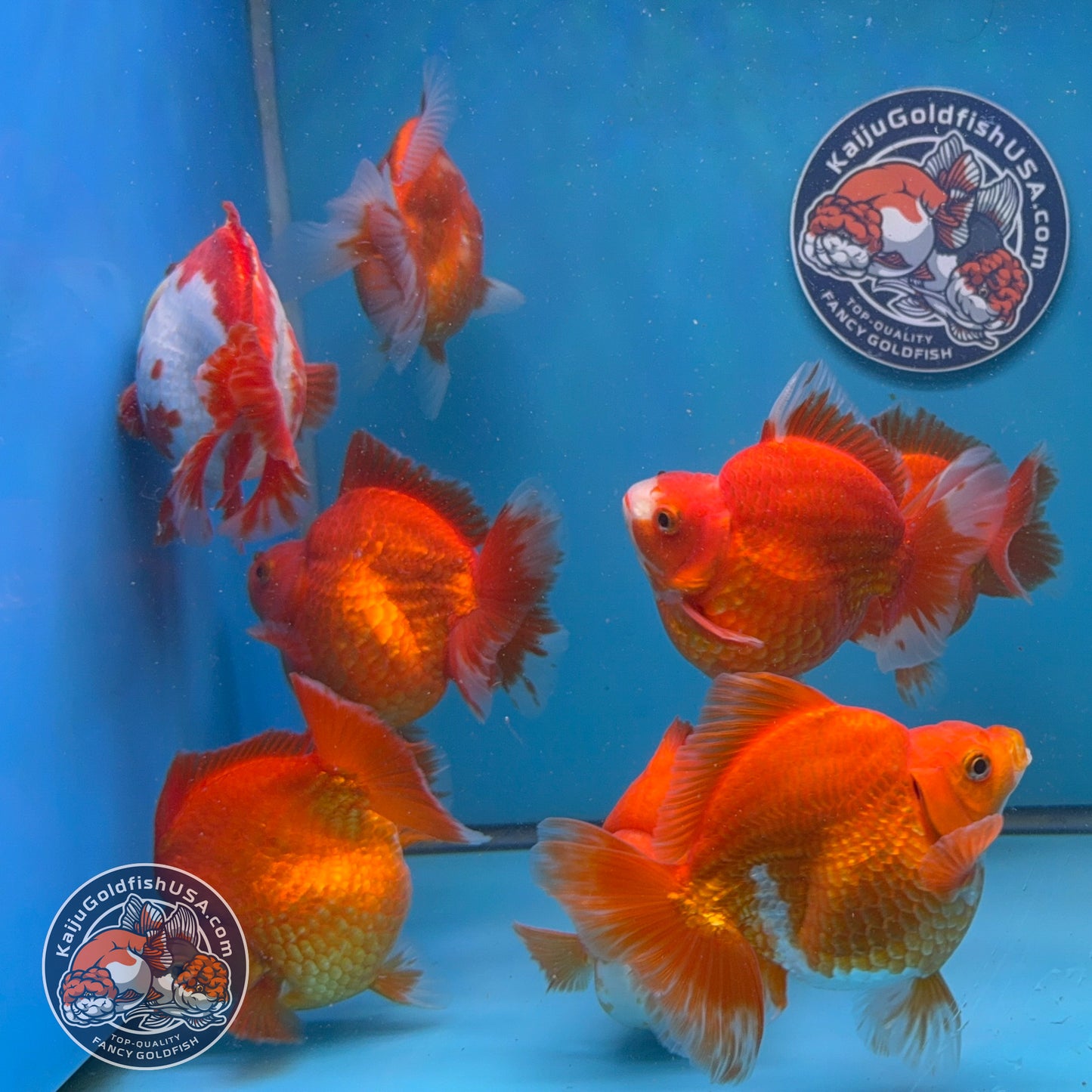 Wholesale - 4 pcs Red White Ryukin 3.5 - 4.5 inch Body