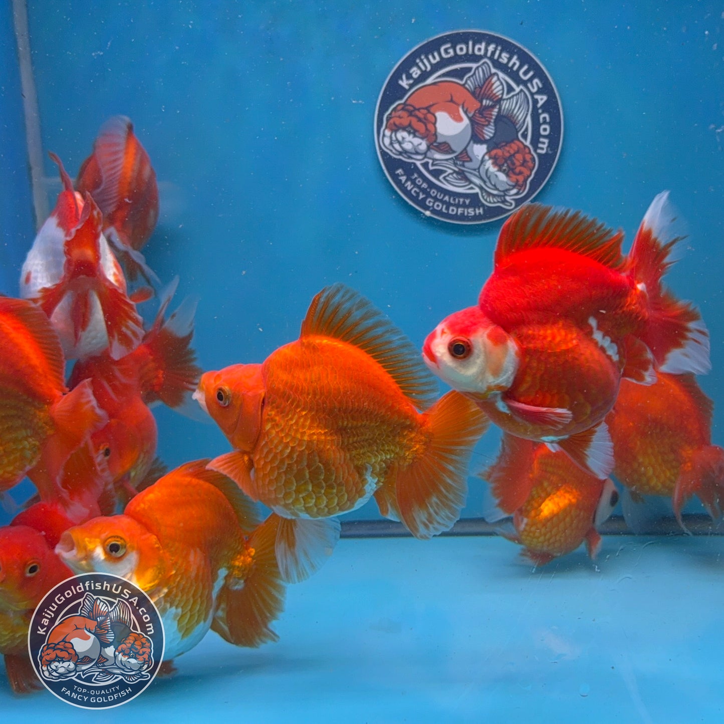 Wholesale - 4 pcs Red White Ryukin 3.5 - 4.5 inch Body