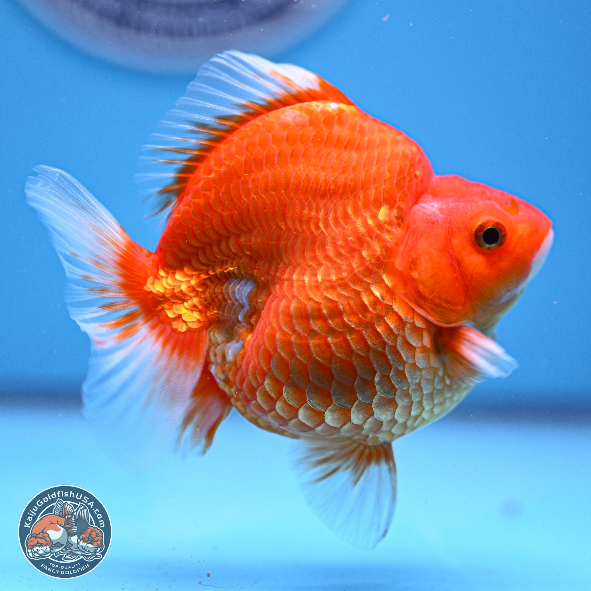 Red White Ryukin 3.75in Body (240816_RY01) - Kaiju Goldfish USA