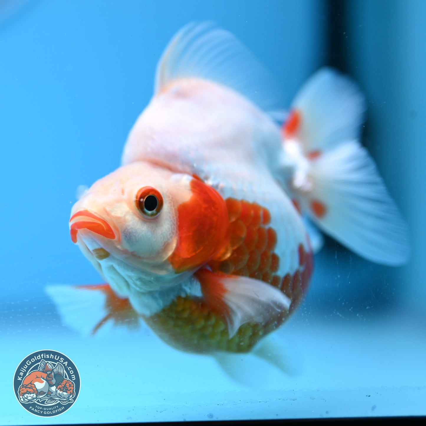 Red White Ryukin 3.5in Body (240823_RY01) - Kaiju Goldfish USA