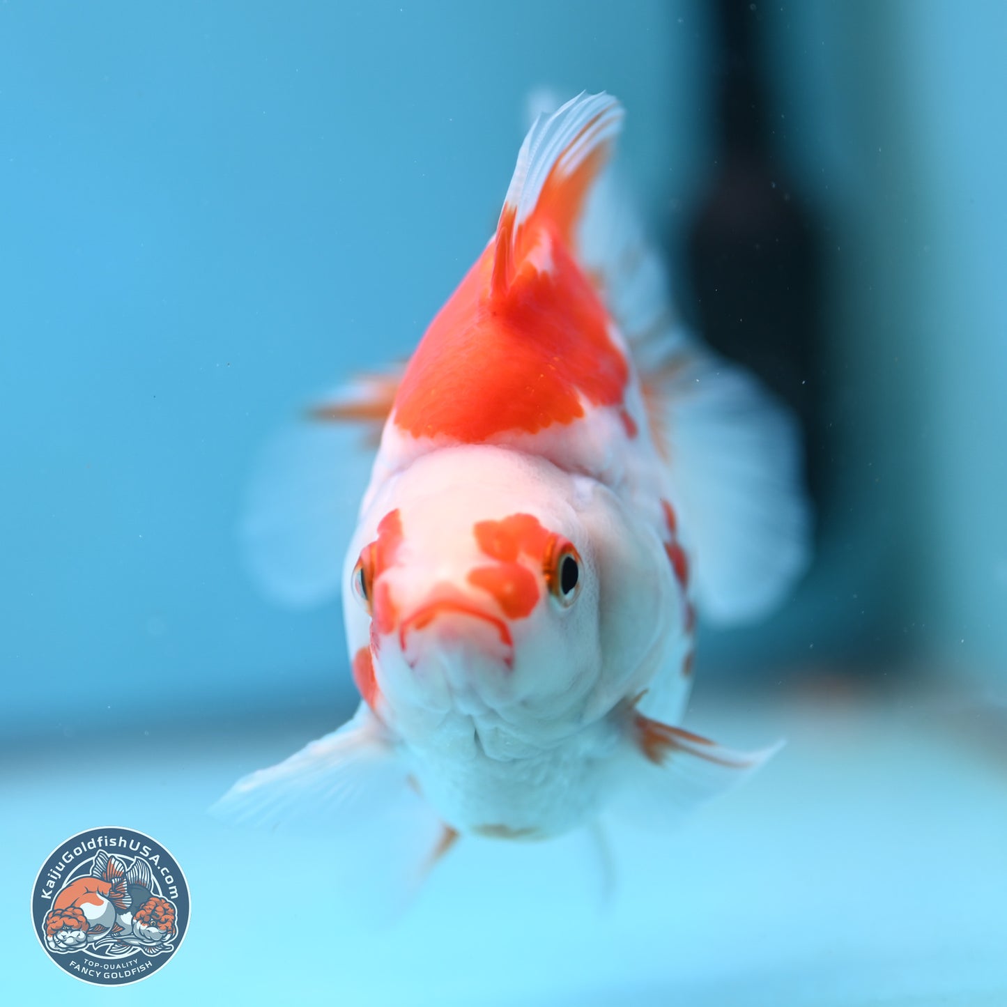 Red White Ryukin 3.5 inches (241025_RY01) - Kaiju Goldfish USA