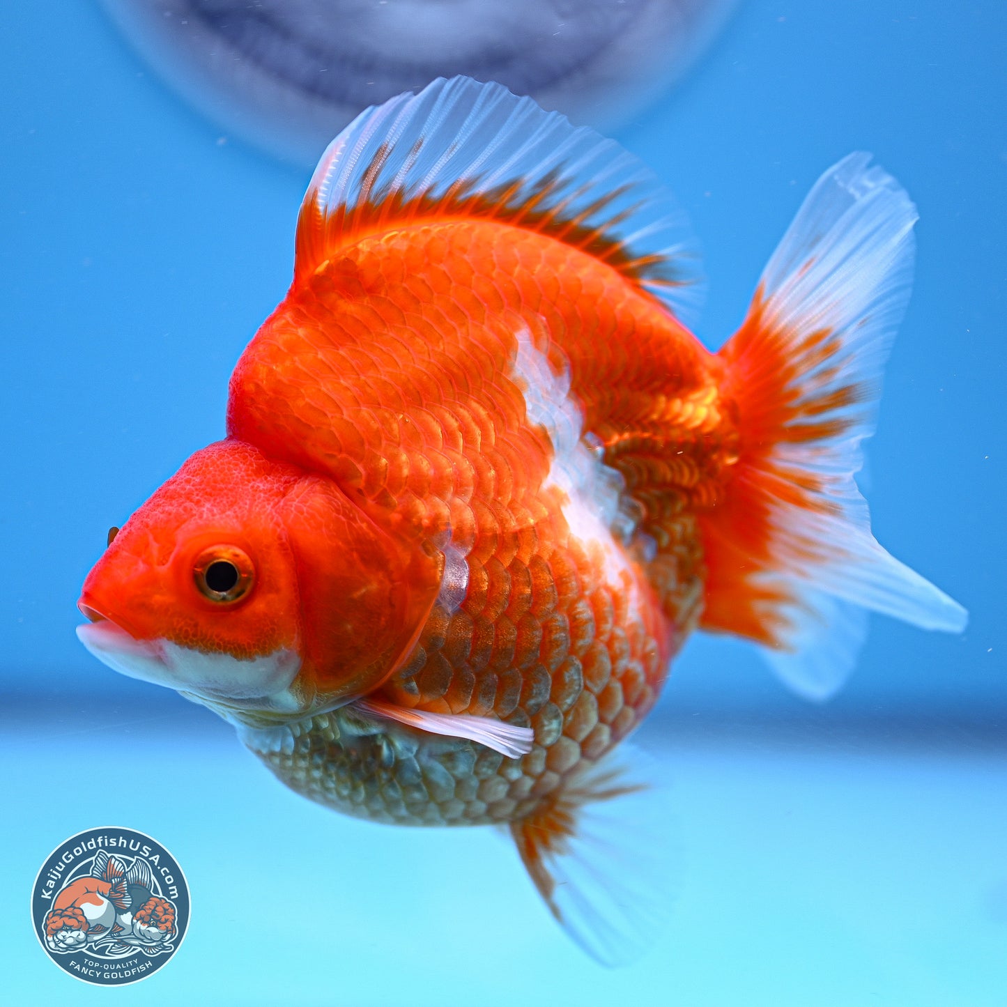 Red White Ryukin 3.75in Body (240816_RY01) - Kaiju Goldfish USA