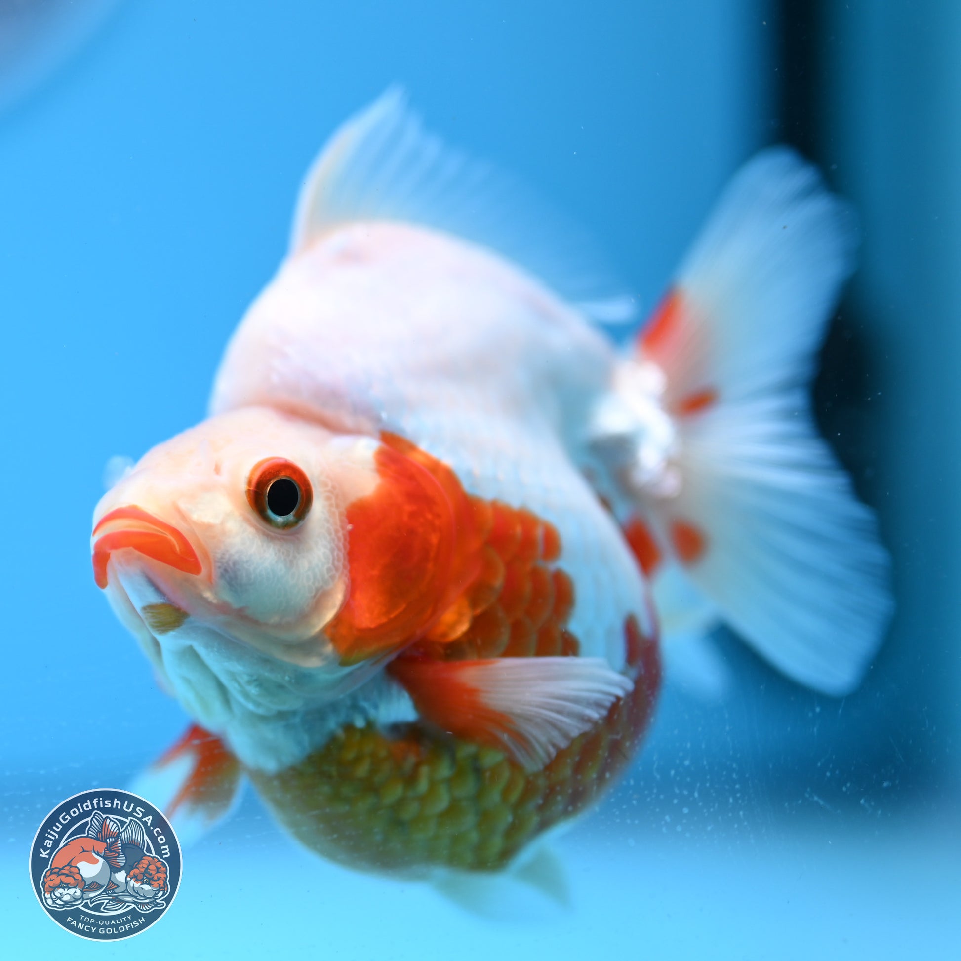 Red White Ryukin 3.5in Body (240823_RY01) - Kaiju Goldfish USA