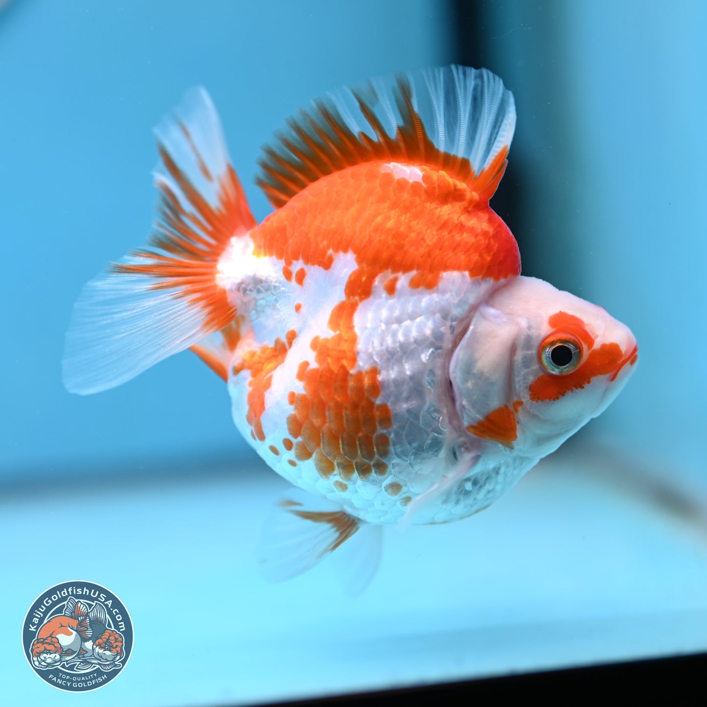 Red White Ryukin 3.5 inches (241025_RY01) - Kaiju Goldfish USA