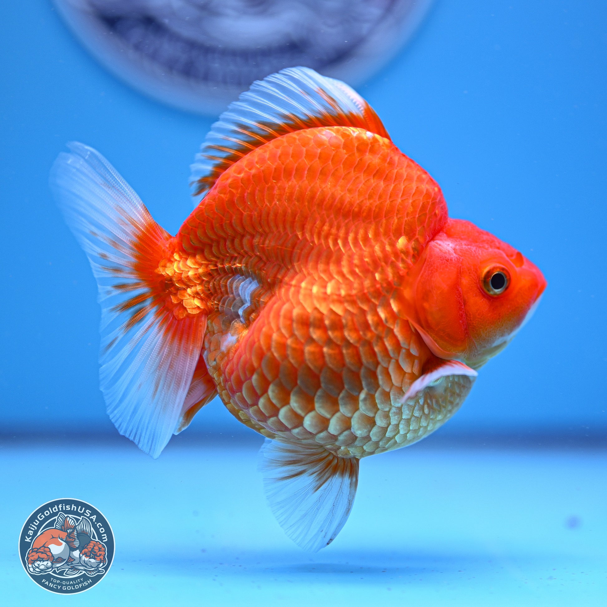 Red White Ryukin 3.75in Body (240816_RY01) - Kaiju Goldfish USA