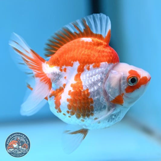 Red White Ryukin 3.5 inches (241025_RY01) - Kaiju Goldfish USA