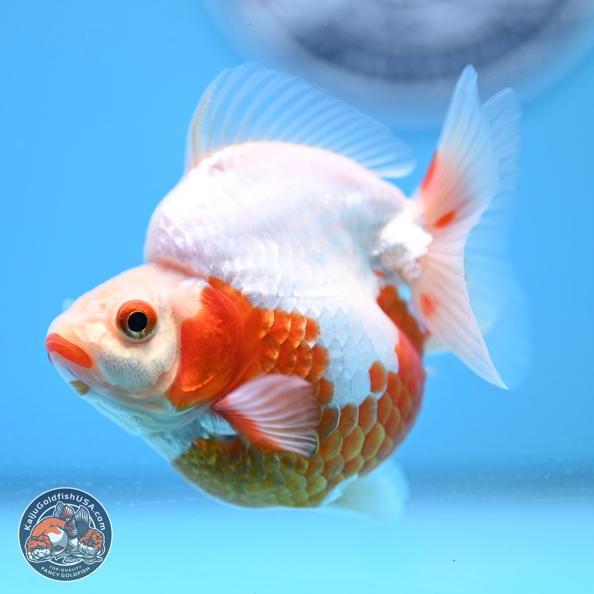 Red White Ryukin 3.5in Body (240823_RY01) - Kaiju Goldfish USA